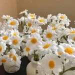 گل بابونه مینیاتوری - Image 4